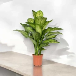 imgi_13_dieffenbachia-photoroom