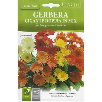African Daisy Mix – Premium Double-Bloom Seeds